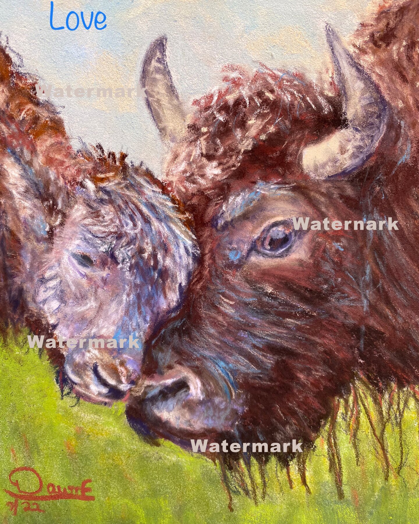 Buffalo Love - Fine Art Print